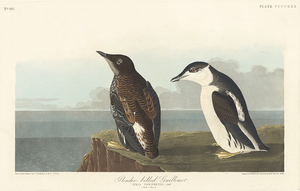 Slender-billed Guillemot