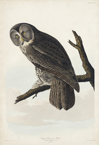 Great Cinereous Owl