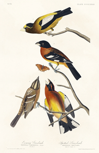 Evening Grosbeak and Spotted Grosbeak