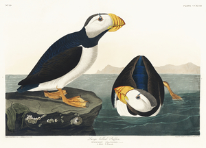 Large billed Puffin