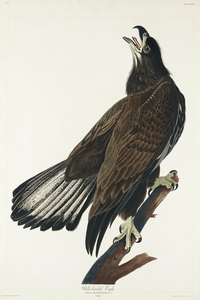 White-headed Eagle
