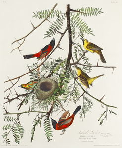 Orchard Oriole