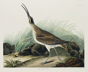 Hudsonian Curlew
