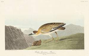 Rocky Mountain Plover