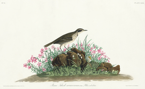 Prairie Titlark
