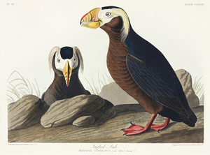 Tufted Auk
