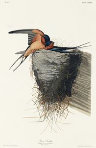 Barn Swallow