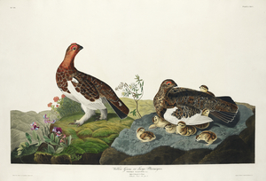 Willow Grouse or Large Ptarmigan