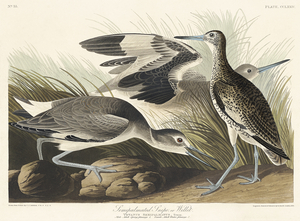 Semipalmated Snipe or Willet