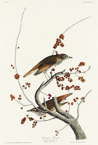 Hermit Thrush