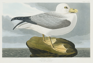 Fulmar Petrel