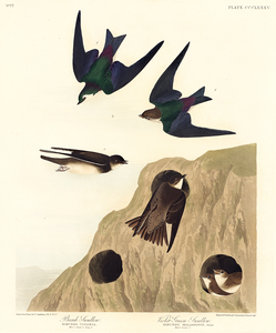 Bank Swallow and Violet-green Swallow