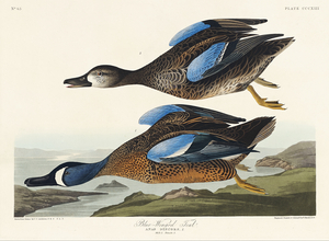 Blue-Winged Teal