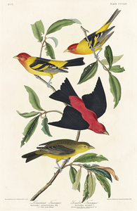 Louisiana Tanager and Scarlet Tanager