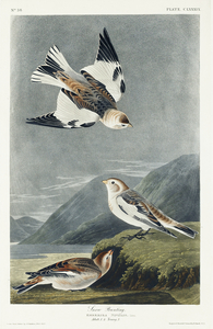Snow Bunting