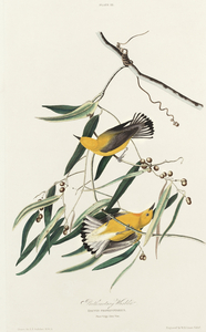 Prothonotary Warbler