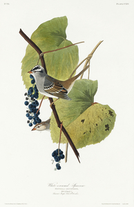 White-crowned Sparrow