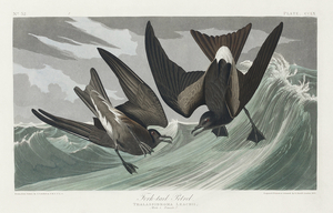 Fork-tailed Petrel