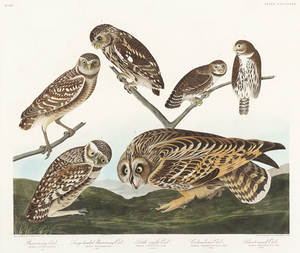 Burrowing Owl Large-Headed Burrowing Owl Little Night Owl Columbian Owl and Short-cared Owl
