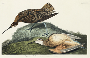 Esquimaux Curlew