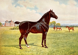Dual Champion Pony Stallion Berkeley Model After Penry Powell Palfrey English 1830 - 1902