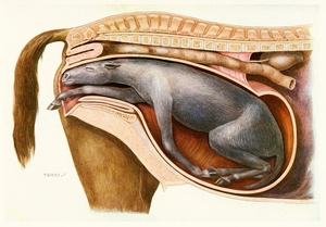 A Mal-Presentation Amedeo John Engel Terzi Italian 1872-1956