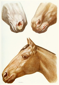 Stomatitis Eruptions Amedeo John Engel Terzi Italian 1872-1956