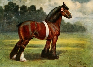 Shire Stallion Halstead Royal Duke John Hanson Walker Jr. English 1844-1933