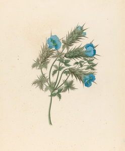 Acanthus carduifolia [Blepharis sinuata] 1817
