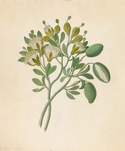 Capparis Nov. Sp. [Maerua caffra] 1817
