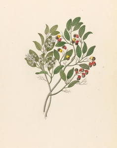Celastrus [Apodytes dimidiata] 1817