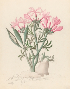 Ceropegia or Echites [Pachypodium succulentum] 1817