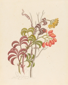Cisfus Nov. Sp. [Cyphostemma quinatum] 1817