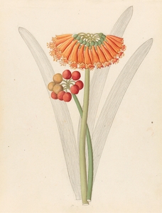 Cyrtanthus [Clivia nobilis] 1817