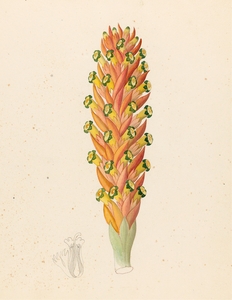 Didinamia angiosperma [Harveya hyobanchoides] 1817