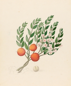 Eugenia or. Jambo [Eugenia albanensis] 1817