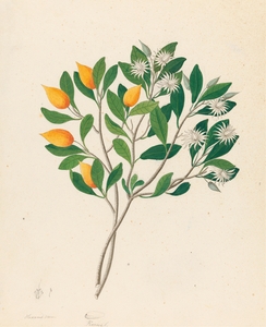 Hexand. Mono. [Mimusops obovata] 1817