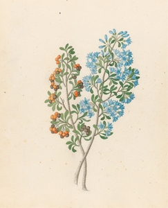 Pentand. mono. [Ehretia rigida] 1817