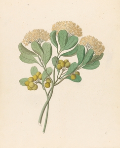Pentandria Mon. [Pittosporum viridiflorum] 1817