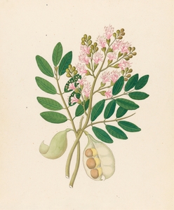 Schotia Nov. Sp. [Schotia latifolia] 1817