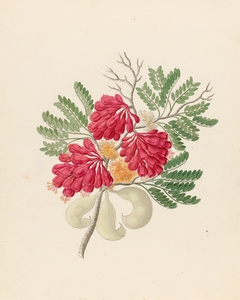 Schotia speciosa [Schotia afra] 1817