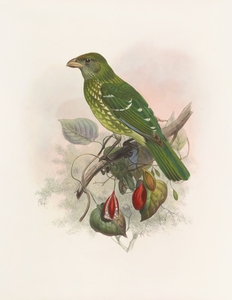 Ailuraedus crassirostris 1873