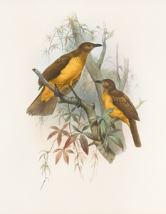 Chlamydodera xanthocastra 1873