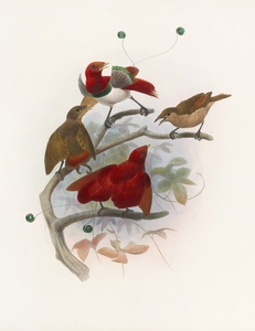 Cicinnurus regius 1873