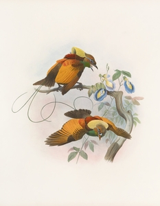 Diphyllodes chrysoptera 1873