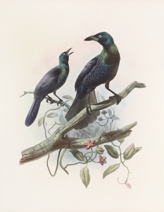 Manucodia chalybeus 1873