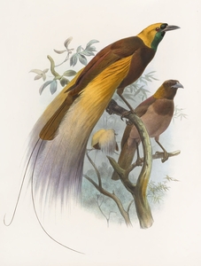 Paradisea apoda 1873