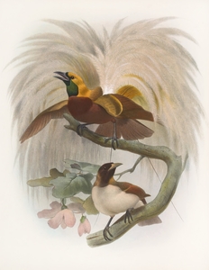 Paradisea minor 1873