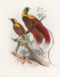 Paradisea sanguinea 1873