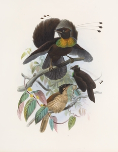 Parotia sexpennis 1873